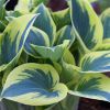 Hosta Blue Ivory